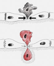 How mechanical forces extrude cells from tissues