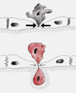 Comment les forces mécaniques extrudent les cellules des tissus