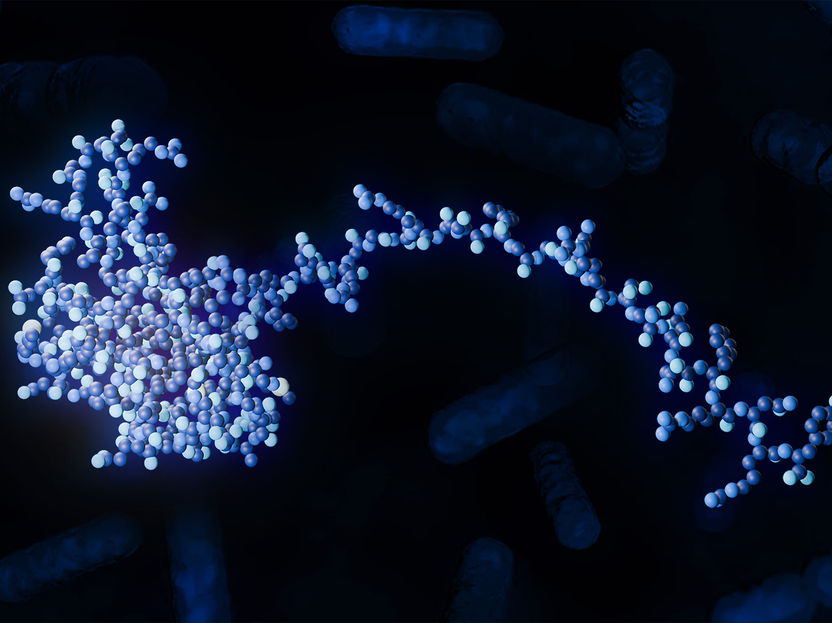 Neue Einblicke in den Stoffwechsel der Darmmikrobiota - Forschende entdecken Kontrollmechanismen bei der Verwertung von Mehrfachzuckern in Bacteroides thetaiotaomicron