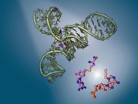 Ribozym durchleuchtet: Erfolg für Würzburger RNA-Forschung