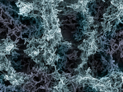 Sophisticated early warning system: How bacteria respond to threats