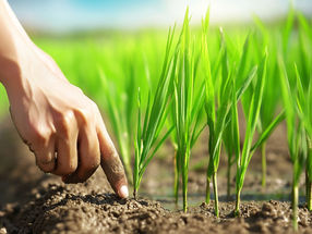 How cryogenic microscopy could help strengthen food security