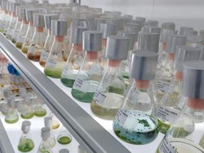 Lucha contra la contaminación química del agua: depuración mediante algas