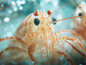 ShrimpWiz: More animal welfare in domestic shrimp farming through AI