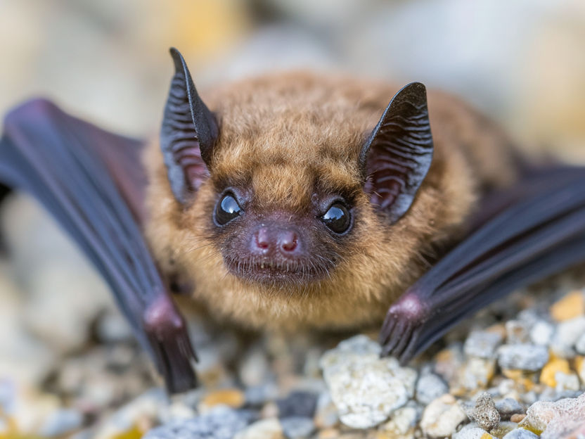 Fledermäuse: Corona ohne Symptome - Genom der fliegenden Säugetiere könnte neue Ansätze für medizinische Lösungen bieten