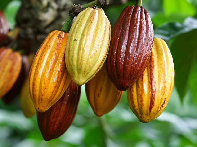 Les prix du cacao pèsent sur les résultats - Ritter avec une légère augmentation du chiffre d'affaires