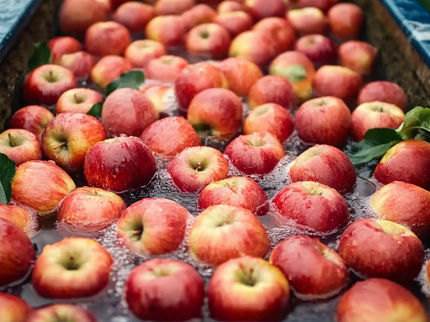 Neue Ratschläge und App zum Management von Prozesswasser für Obst, Gemüse und Kräuter