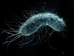Researchers take step toward creating Salmonella vaccine