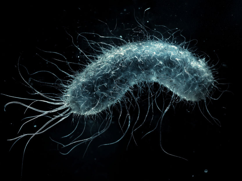 Researchers take step toward creating Salmonella vaccine