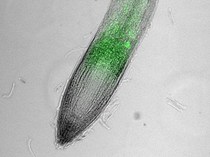 La biomedicina muestra el camino a los futuros cultivos alimentarios