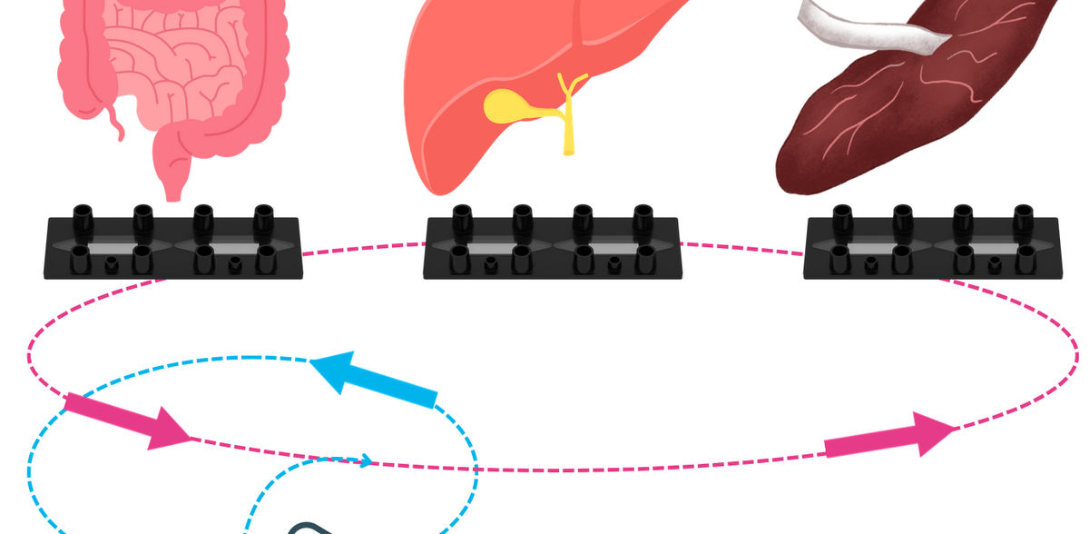 "Modèle multi-organes" - Une alternative sans animaux pour la recherche en pharmacocinétique