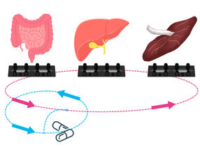 “Multi Organ Model” - Animal-free alternative for pharmacokinetics research
