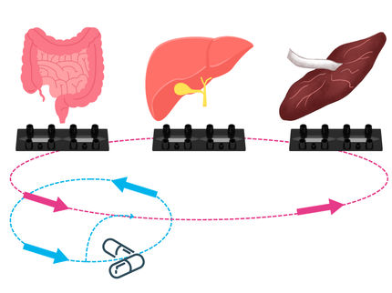 „Multi Organ Model“ - Tierversuchsfreie Alternative für die Pharmakokinetik-Forschung