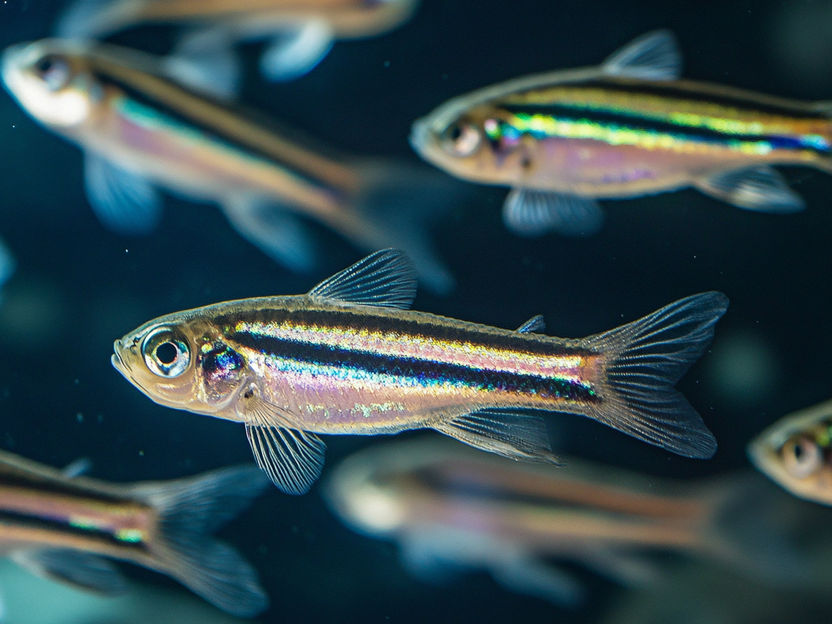 Self-healing hearts - How zebrafish regenerate heart muscle cells