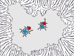 Protein with contradictory properties: secret revealed