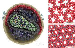 Scientists discover the function of a mysterious HIV component