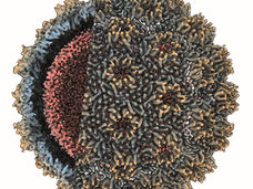 Erster Schnappschuss eines Retrotransposons in Aktion