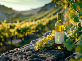 Le vin bio désormais sans alcool : modification de la réglementation européenne