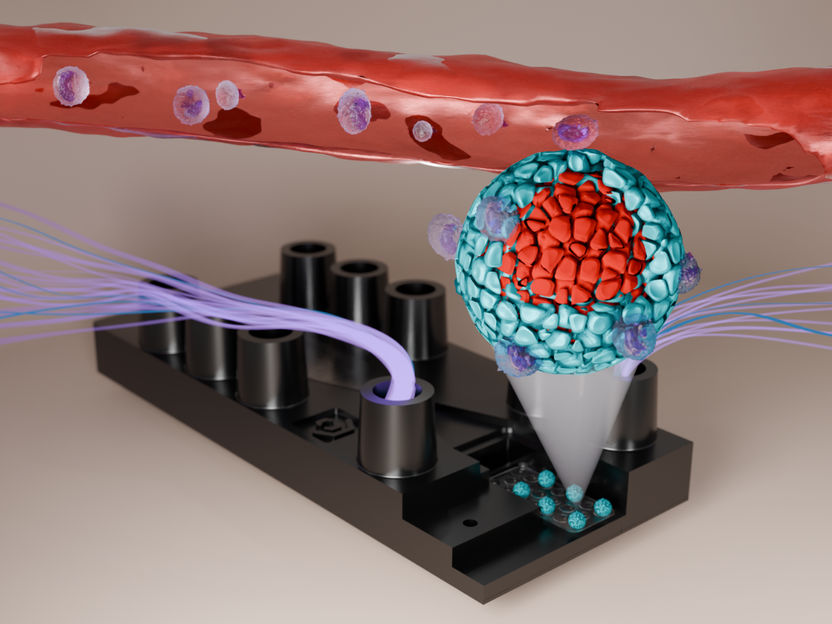 Neue Wege in der Krebsforschung - Tumor-on-Chip-Modell unterstützt präklinische Arzneimittelentwicklung bei Bauchspeicheldrüsenkrebs