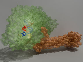 Molecular 3D structure of viral "copying machine" deciphered