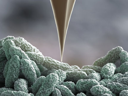 Danificadas mas não derrotadas: as bactérias defendem-se de ataques com nano-arpões