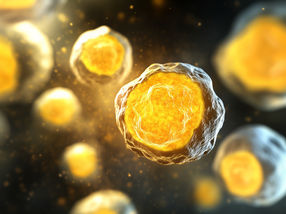Subtypes of fat cells identified