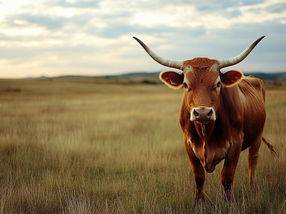Is it OK to eat ‘better’ meat?