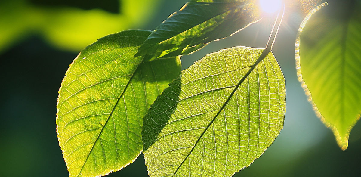Photosynthèse artificielle : les chimistes imitent les plantes