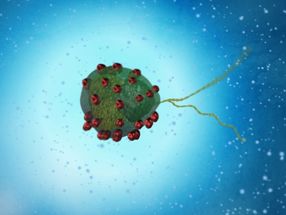 Magnetic microalgae on a mission to become robots