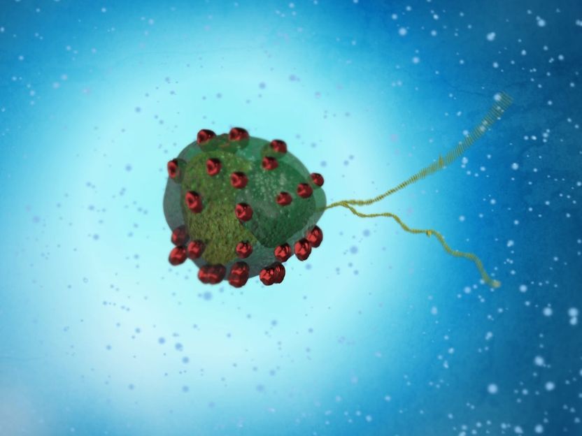 Magnetic microalgae on a mission to become robots - Exciting potential for future innovations in biomedicine and beyond