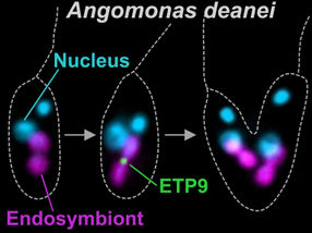 How an organelle evolves