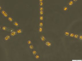 Researchers bring prehistoric algae back to life