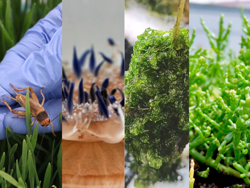 Food4future enters second funding phase - Sustainable agricultural systems for urban nutrition
