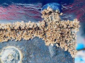 Schifffahrt der Zukunft: Biologisch abbaubare Antifouling-Beschichtungen für saubere Meere