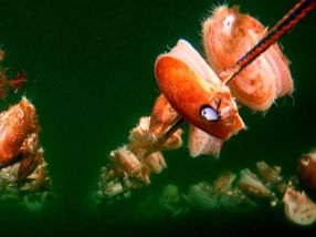 UMaine research examines best methods for growing Atlantic sea scallops