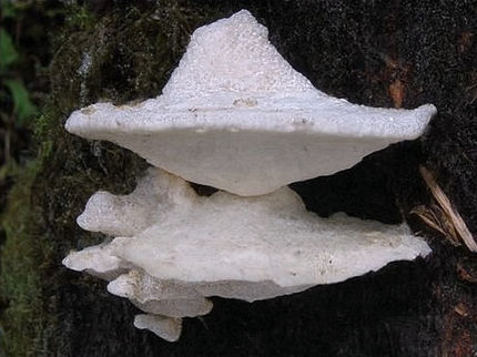 Identificato un nuovo composto amaro altamente efficace
