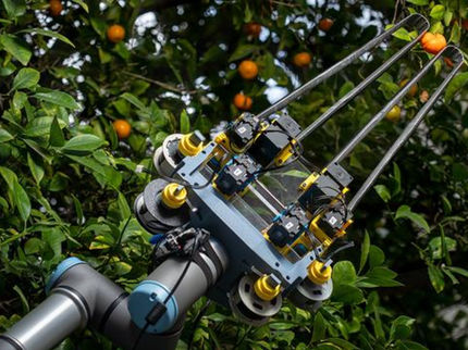 Un nouveau préhenseur robotisé fait de ruban à mesurer permet de calibrer la cueillette des fruits et légumes