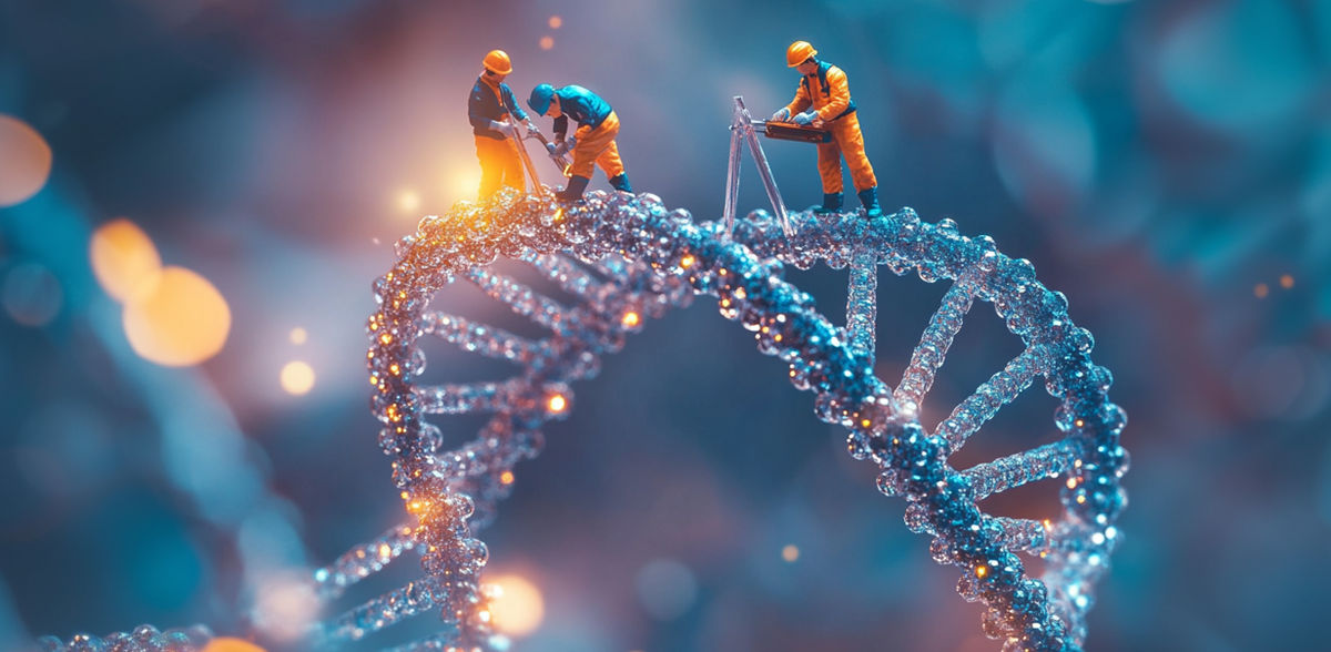 How human cells repair damaged DNA