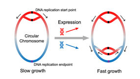 Drawing board rather than salt shaker: The clever arrangement of bacterial genes