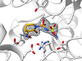 Succès de la recherche sur les enzymes : mise au point d'une nouvelle classe d'ingrédients actifs