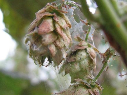 Von Bier bis Arznei: Wie Hopfen gegen Spinnmilben resistenter wird
