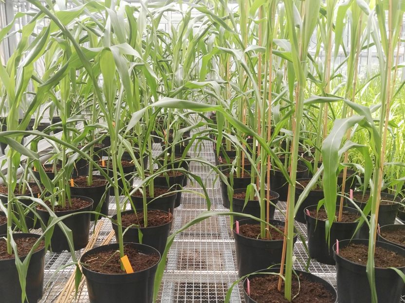 Colture: un cambio genico rende il sorgo dolce tollerante al sale - I ricercatori del KIT chiariscono l'accumulo di zucchero nel sorgo miglio in condizioni di salinità: il gene SWEET13 dirige il saccarosio nei grani