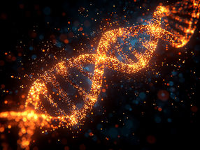 How DNA Self-Organizes in the Early Embryo