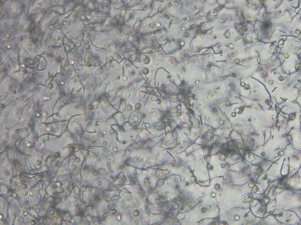 Black Drop Biodrucker