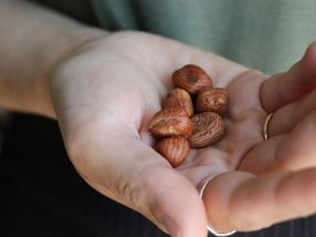Une nouvelle méthode permet d'identifier les noisettes rances sans les sortir du sac