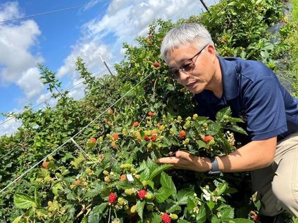 More senza spine? Lo scienziato assembla il genoma di una mora in un importante passo avanti verso la riproduzione di frutti migliori