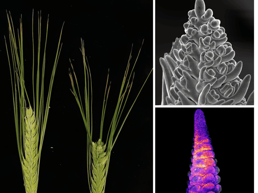 Controlling the flower architecture of barley - New ways to increase yields: researchers identify key to more grains
