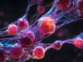 Une nouvelle stratégie de tri cellulaire améliore la pureté des cellules souches pour la production de viande cultivée