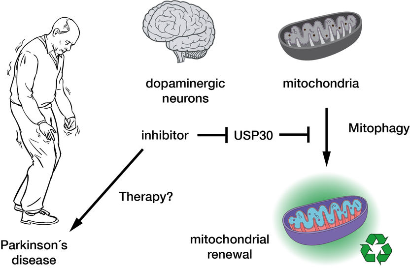 MPI of Molecular Physiology