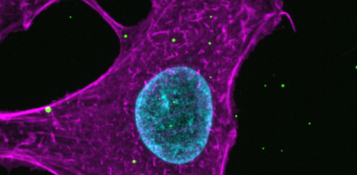 Viruses under the super microscope: How influenza viruses communicate with cells